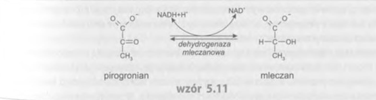<p>pirogronian <---> mleczan (redukcja</p><p>NADH+H+ <-->NAD+ (utlenianie)</p><p>kat: <strong><em>dehydrogenaza mleczanowa</em></strong></p>