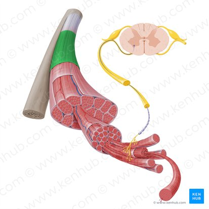 <p>Aponeurosis Envolvente</p><p>Membrana fibrosa, semi transparente que rodea a un músculo o grupo de músculos</p>