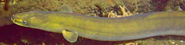 <p>What fish is this and how do you know</p>