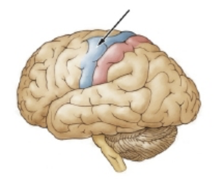 <p>The arrow in the drawing is pointing to the primary  ________ cortex</p>
