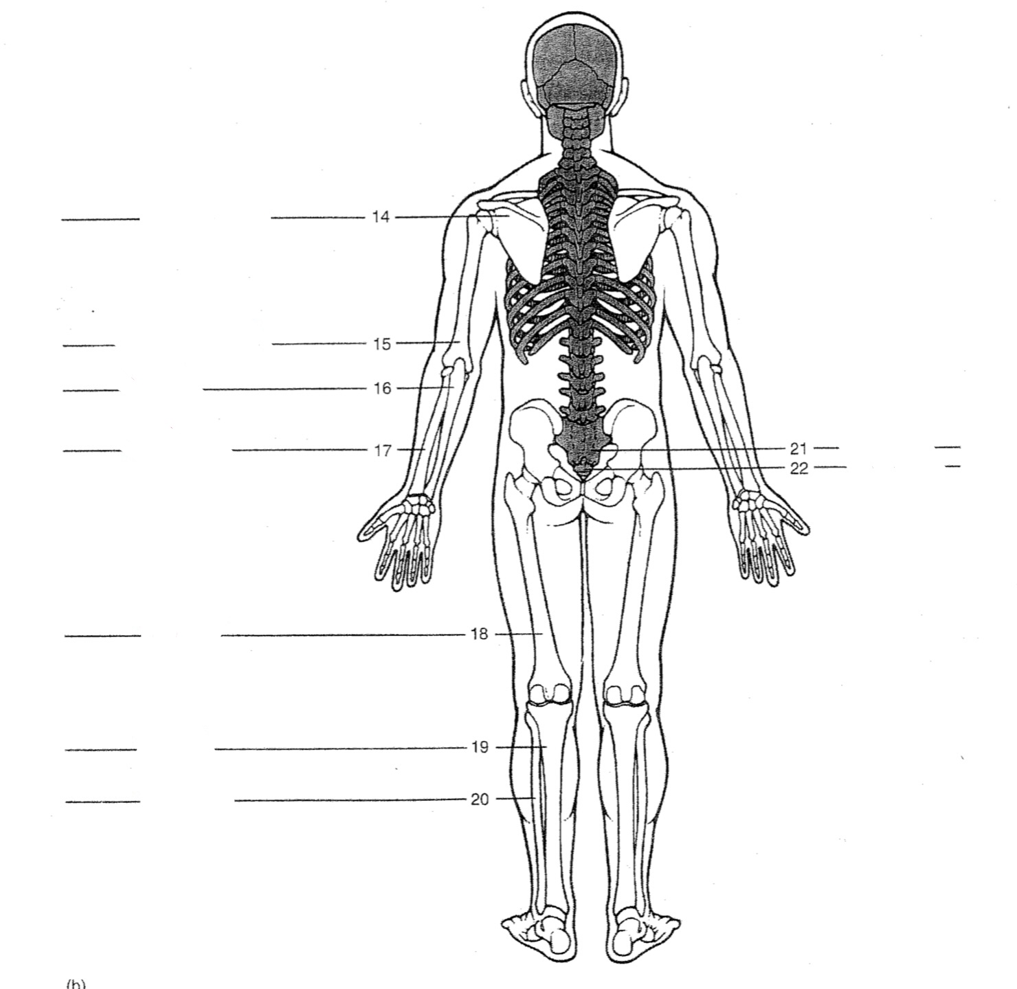 Humerus 