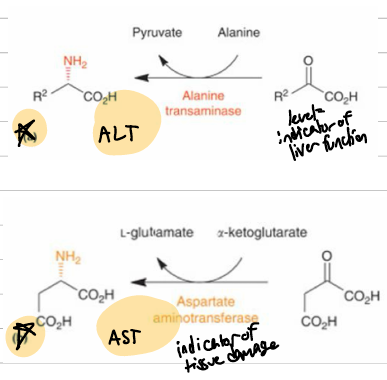 <p>AST = aspartate; aKg &gt; L-glutamate; high in liver heart and muscle, indicator of muscle damage in high quantities</p><p>ALT = alanine &gt; pyruvate; can release into blood in high concentrations. signifies excess liver usage, meaning damage</p>