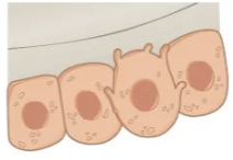 <p>Osteoblasts</p>