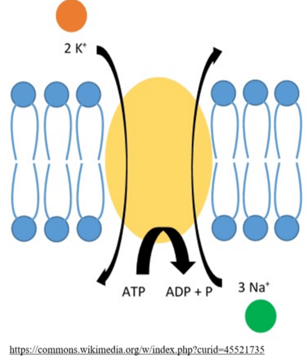 <p>3 Na+; 2 K+; 1 ATP</p>