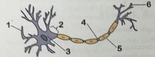 <p>The structure labeled 1 is</p><p>a. the axon hillock</p><p>b. a dendrite</p><p>c. a schwann cell</p><p>d. an oligodendricyte</p><p>e. a node of raniver</p>
