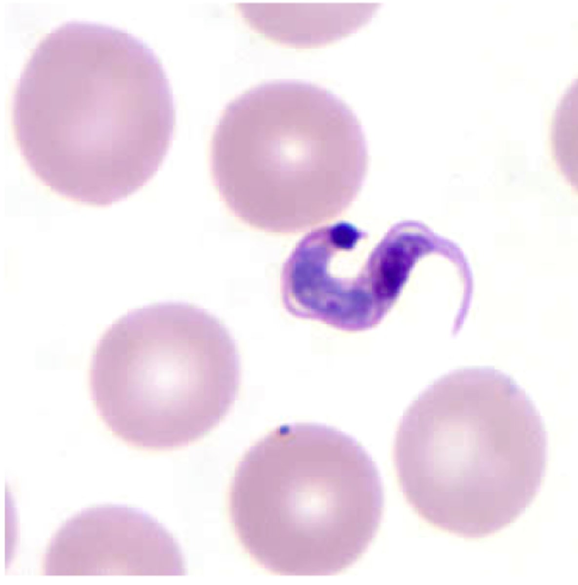 <p>lose flagella, look like a tadpole, more "fin"?</p>