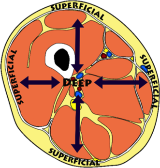 <p>superficial</p>