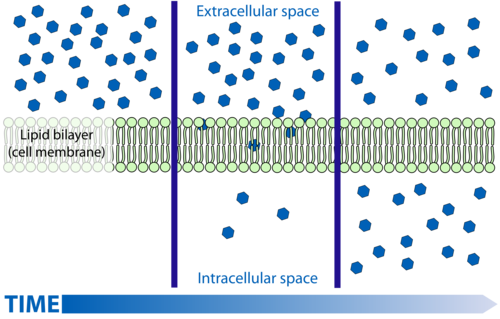 Net movement of molecules from areas of higher concentration to areas of lower concentration, without the input of energy (passive).