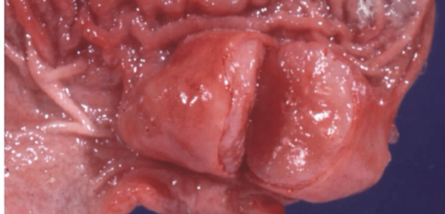 <p>Name the animal most likely to get the following neoplasia of the stomach:</p><p>Leiomyoma, leiomyosarcoma</p>