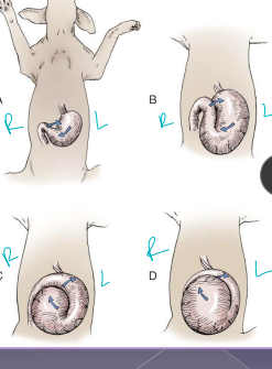 <p><span>Gastric Dilatation-Volvulus (GDV)</span></p>