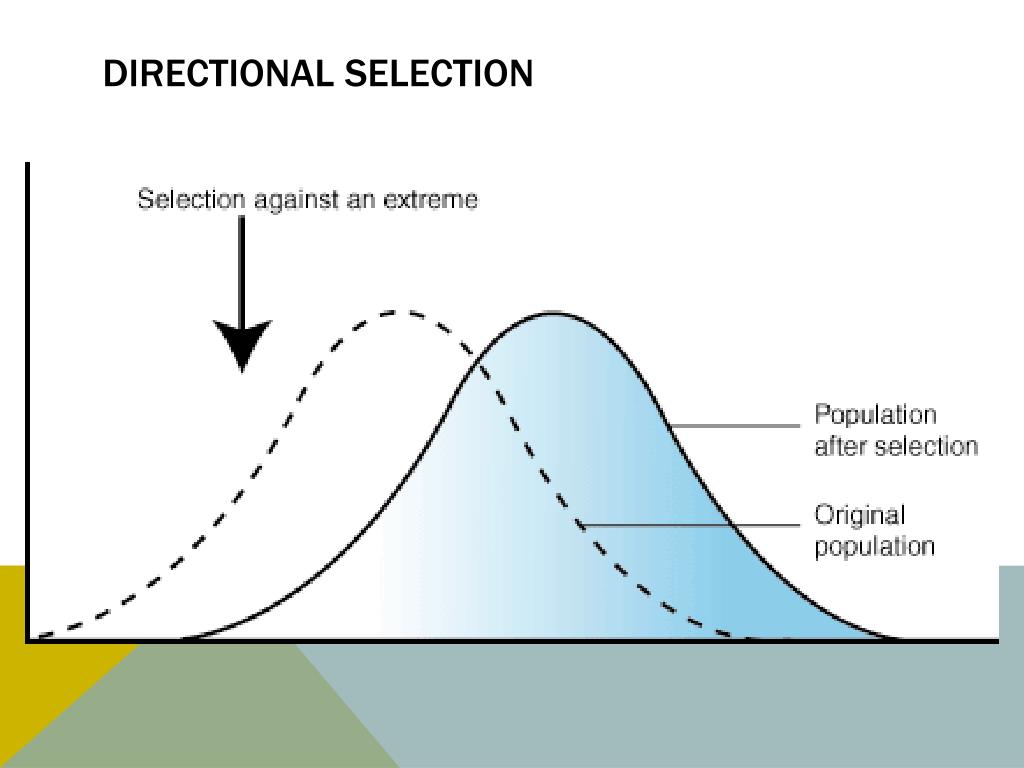 <p>one extreme phenotype is fittest, and the environment selects against other variations.</p>