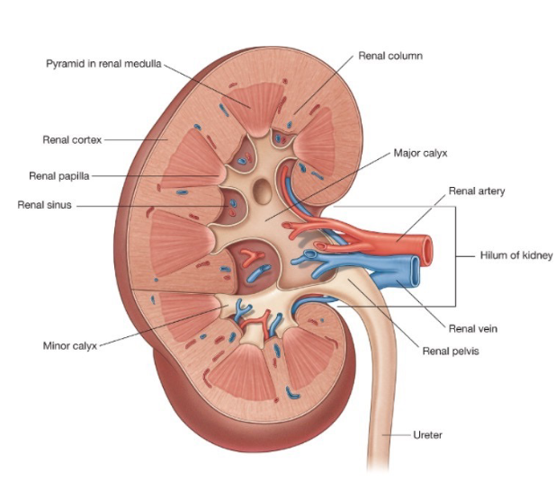 <ul><li><p>Parenchyma = contains <strong>nephrons</strong>, which produce urine</p></li><li><p>Renal Cortex → Renal Medulla/Renal Column → Renal Papilla → Renal Sinus/Minor Calyx → Major Calyx → Renal Pelvis → Renal Hilum</p></li></ul><p></p>
