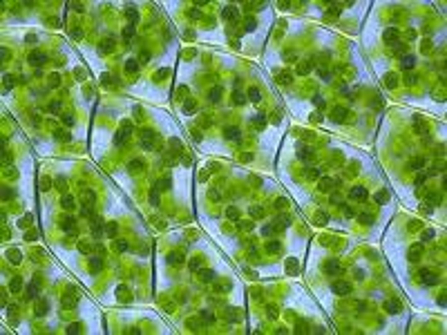 <p>Green, oval plant cell organelle that makes the chemical change using light to create food for a plant (photosynthesis)</p>