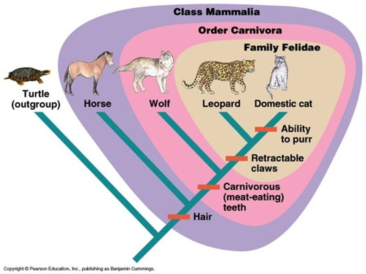 <p>An outgroup is a lineage that falls outside the clade being studied but is closely related to that clade.</p>