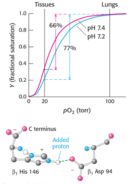 * pH can affect oxygen carrying ability of hemoglobin 
* when CO2 is made in tissues and combines w/ H2O to make bicarbonate and H+, this helps O2 release
* at lower pH, His146 is protonated and creates a salt bridge to Asp94
* favours the deoxygenated struct of hemoglobin