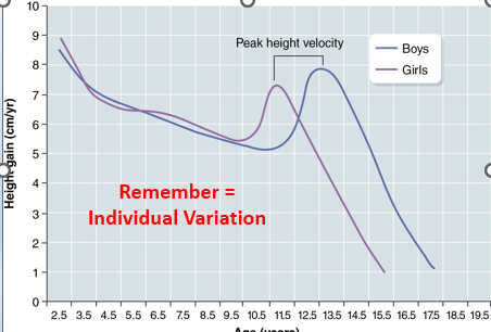 <ul><li><p>After age 2 the rate of growth slows until the adolescent growth spurt. Note the ages at peak height velocity</p></li><li><p>Longer period of greater rate of growing for boys = absolute height differences</p><ul><li><p>Note: males have about 2 more years of growth than females</p></li><li><p>Boys peak height velocity is somewhat faster than that of girls </p><ul><li><p>9cm/yr vs. 8cm/yr </p></li></ul></li></ul></li><li><p>Girls begin their adolescent growth spurt when they are about 9, whereas boys begin theirs at about 11 (these are age group averages)</p></li></ul>