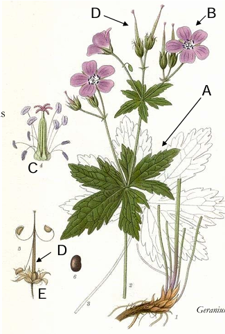 term image