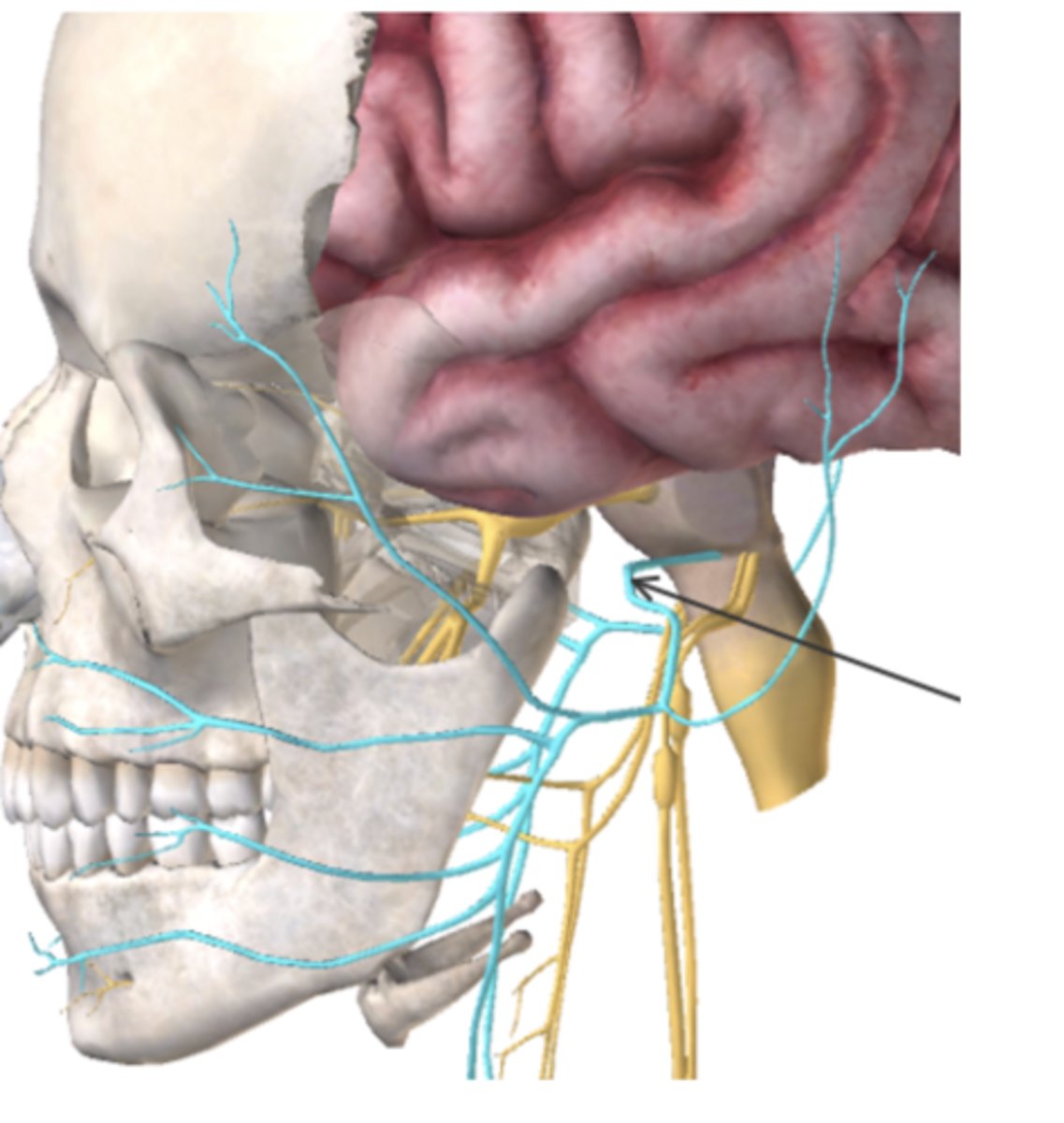 <p>What type of nerve is the cranial nerve below and what does it control? (Highlighted in blue, also indicated by the arrow)</p><p>A. Mixed: Sensation of digestive tract and Regulation of heart rate</p><p>B. Motor: Tongue movement</p><p>C. Sensory: Hearing/balance</p><p>D. Mixed: Facial muscles and Taste</p>