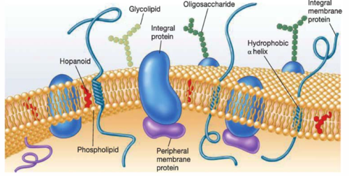 penetrates the hydrophobic core