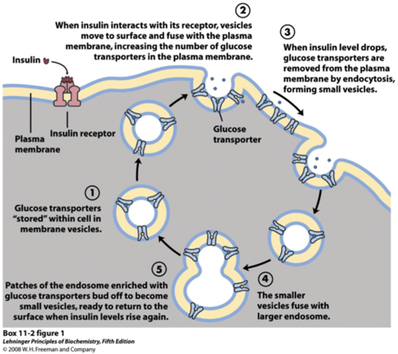 <p>normally stored in IC vesicles, inactive and bound to the Golgi body</p><p>- insulin signaling translocates the GLUT4 to the cell membrane (insulin-SENSITIVE!), and glucose can then be taken up by the cell</p><p>- when insulin levels decrease, GLUT4 is returned to their IC vesicles</p>