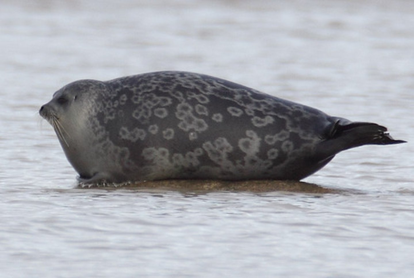 <p>Marine mammals are exposed to both air and water. The animal will lose more body heat to the environment when in water than in air because water rapidly absorbs and removes heat from the body. As a result, these animals have large layers of blubber which insulate their body heat sources (muscles) from the environmental. Fat is less conductive of thermal energy than water, so the animal is able to retain more body heat than it would be able to without the blubber.</p>