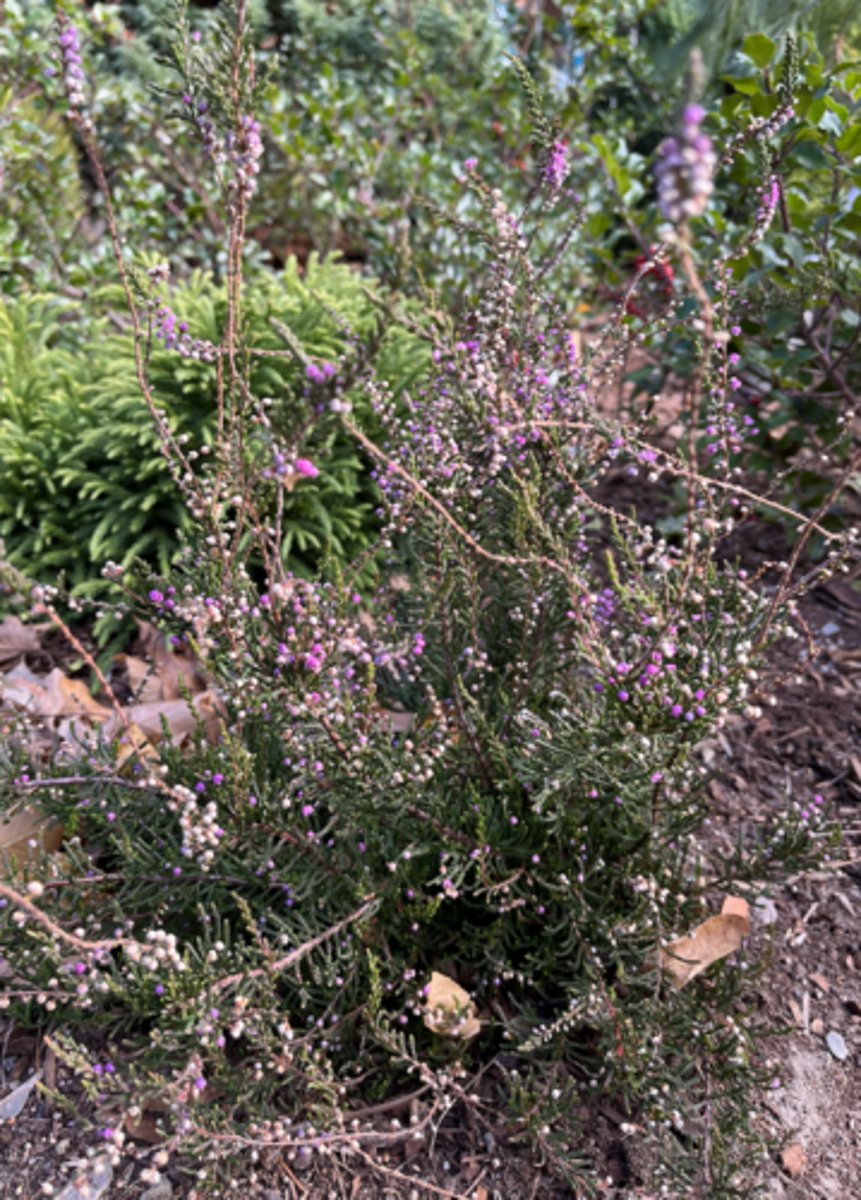<p>cupped needle-like leaves, fuchsia flowers, some crazy foliage, small clustered terminal flowers, Ivy's Favorite!!!</p>
