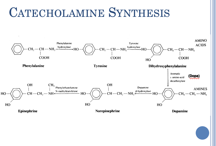 <p>tyrosine —&gt; L-DOPA —&gt; Dopamine —&gt; norepinephrine —&gt; epinephrine </p>