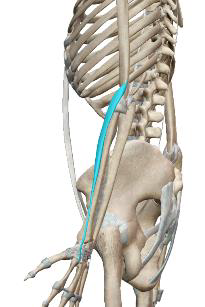 <p>Long extenseur radial du carpe</p>