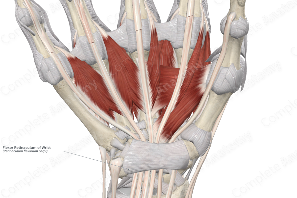<p>Acts as a pulley, preventing the tendons of the flexor muscles from bowing outward during wrist flexion</p>