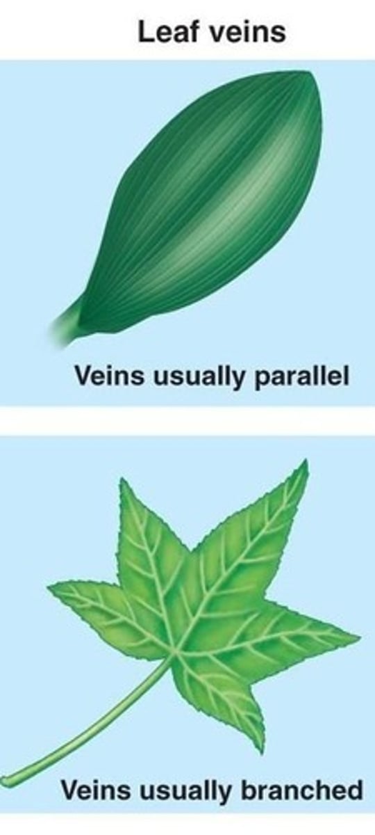 <p>To protect and regulate the movement of substances between vascular tissue and mesophyll.</p>