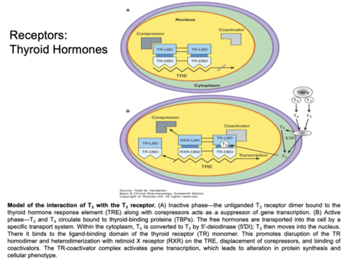 <p>TH receptors:</p>
