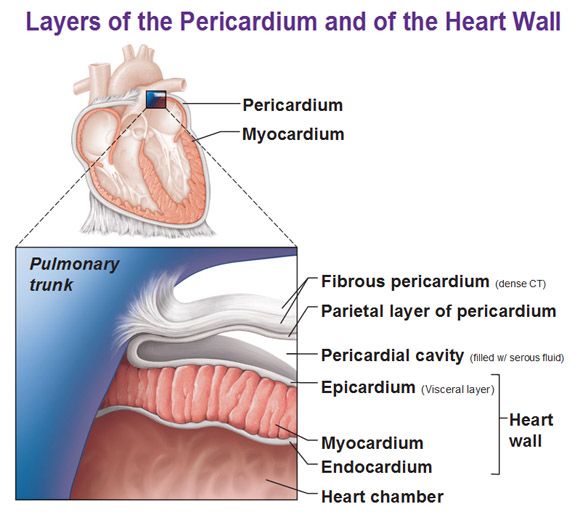 <p>middle layer (thickest), cardiac muscle, contracts the heart</p>