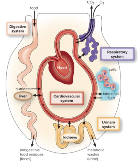 <ul><li><p>Constant internal conditions maintained by body systems</p></li><li><p>Temperature, pH, salt level, water level, blood sugar</p></li><li><p>Maintained by negative feedback loops</p></li></ul>