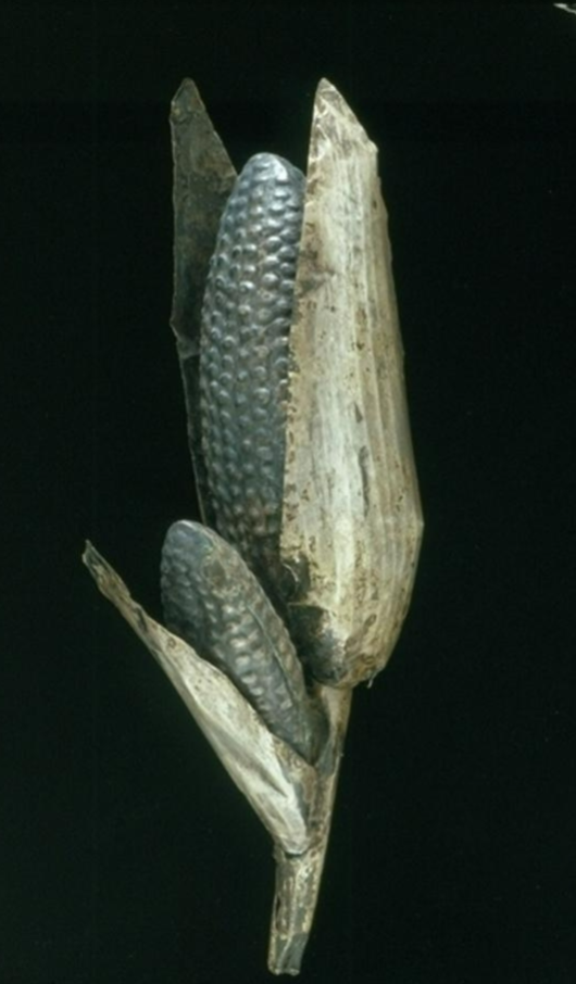 <p><strong>Maize Cobs: </strong>Form</p>