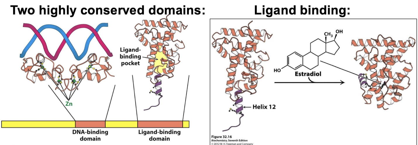 <ol><li><p>DNA-binding domain: Zn-based domains bind specific DNA sequences, alpha helix contacts the major groove</p></li><li><p>Ligand-binding domain: alpha helices arranged in three layers.</p></li></ol><p></p>