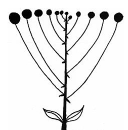 <p>identify the inflorescence</p>