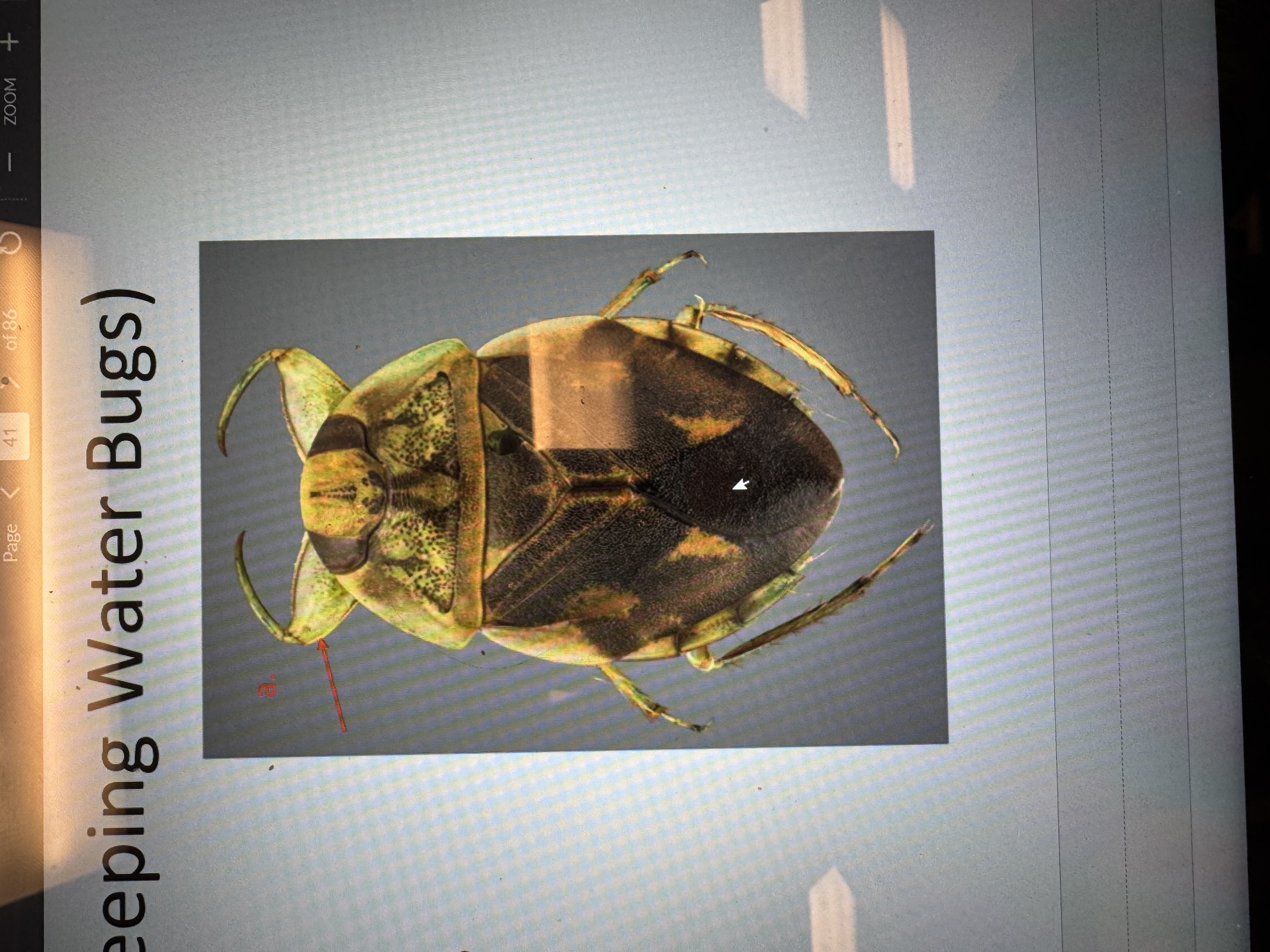 term image