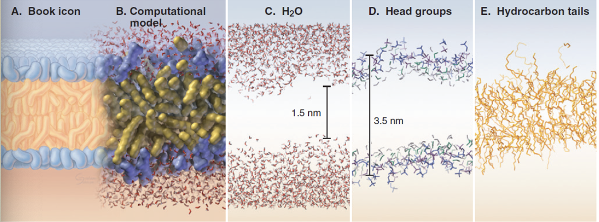 <ul><li><p>hydrophobic tails orient away from the aqueous environment. Exclude water </p></li><li><p>polar heads interact with water molecules</p></li><li><p>phospholipids move around which makes membrane fluid and flexible</p></li><li><p>composition of phospholipids alter membrane fluidity and stiffness </p></li></ul><p></p>