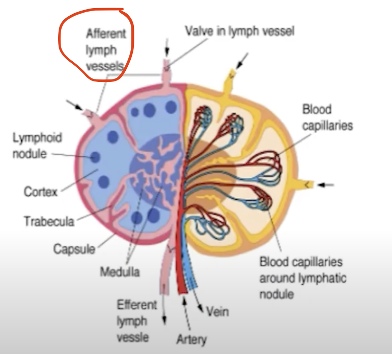 <p>Afferent!</p>