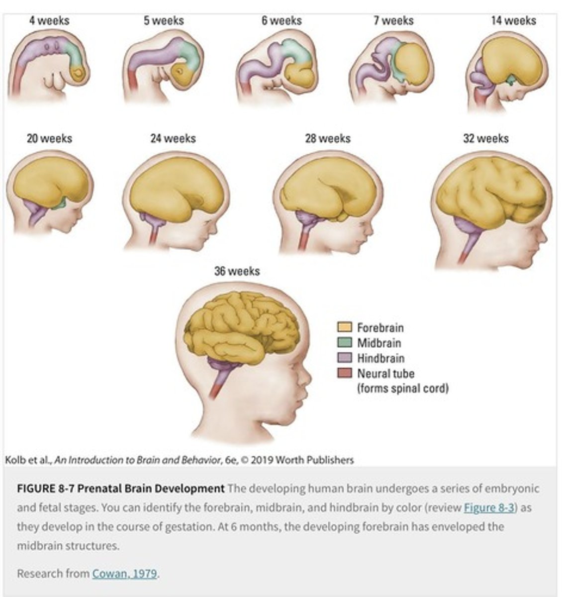 <p>1. Cell Birth (neurogenesis; gliogenesis) 2. Cell Migration 3. Cell Differentiation 4. Cell Maturation 5. Synaptogenesis 6. Cell Death 7. Synaptic Pruning 8. Myelogenesis</p>