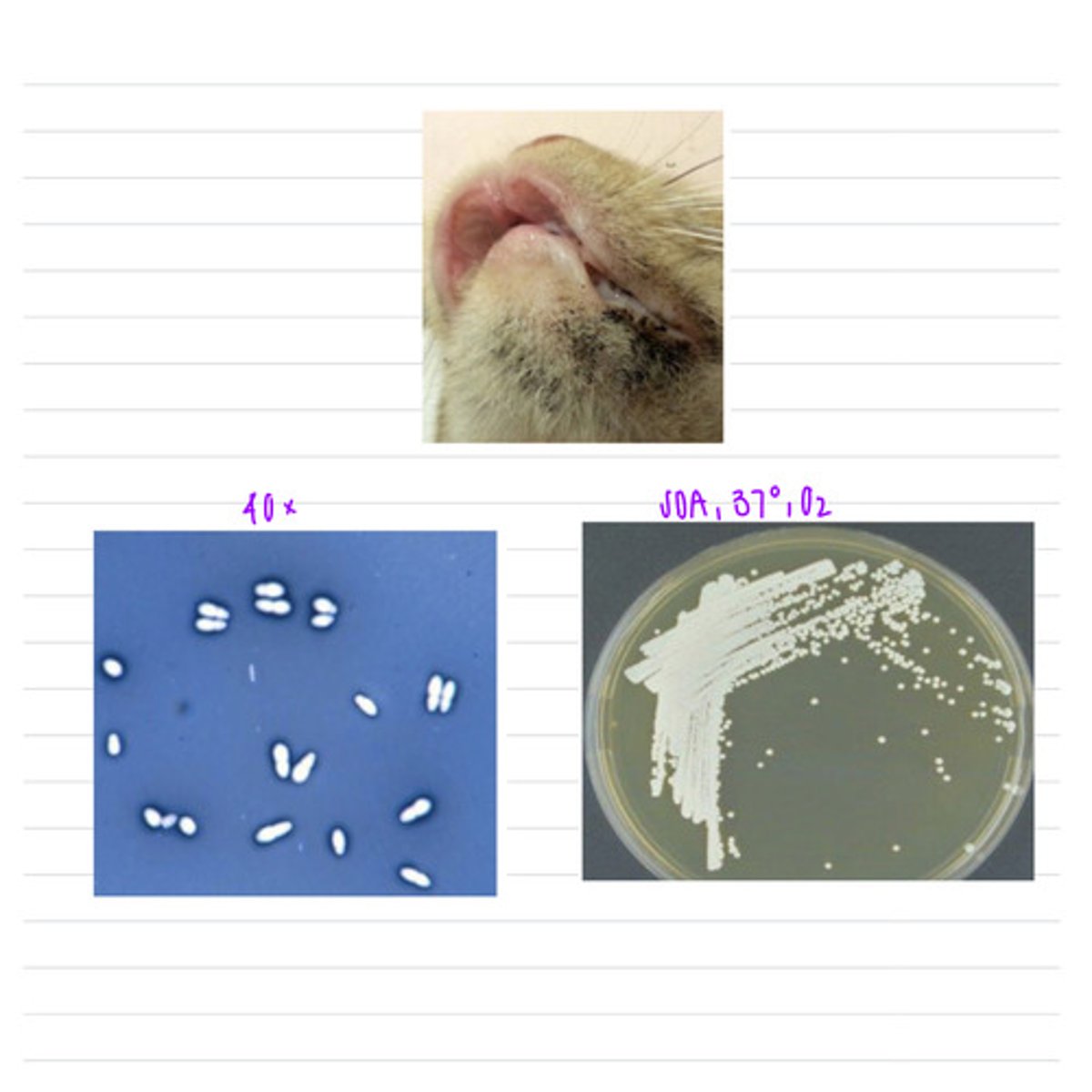 <p>this cat has these lesions on its chin. we take a sample, isolate it into SDA at 37 degrees, and look under a microscope.</p><p>what sample should we take?</p><p>what is the diagnosis?</p>