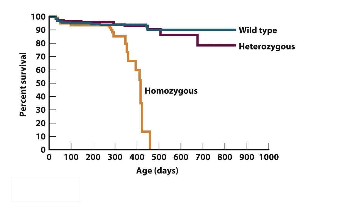 <ul><li><p>aging</p><ul><li><p>Mice with a mitochondrial DNA polymerase defective</p><p>for proofreading exhibit premature agin</p></li></ul></li></ul><p></p>