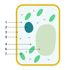 <p>Name the organelles of this cell</p>