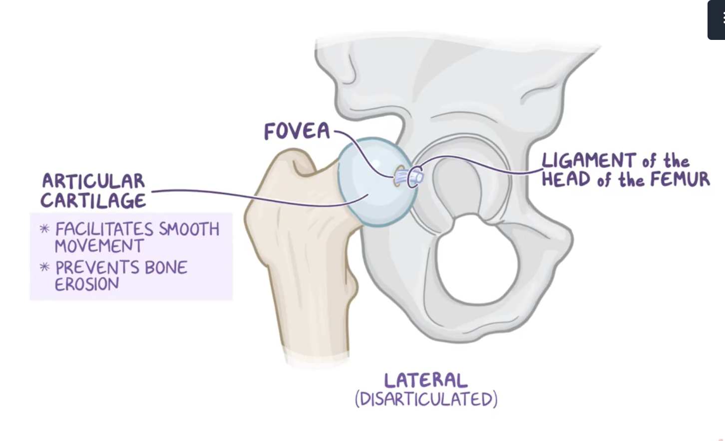 <p>Characteristics of the femur head</p>