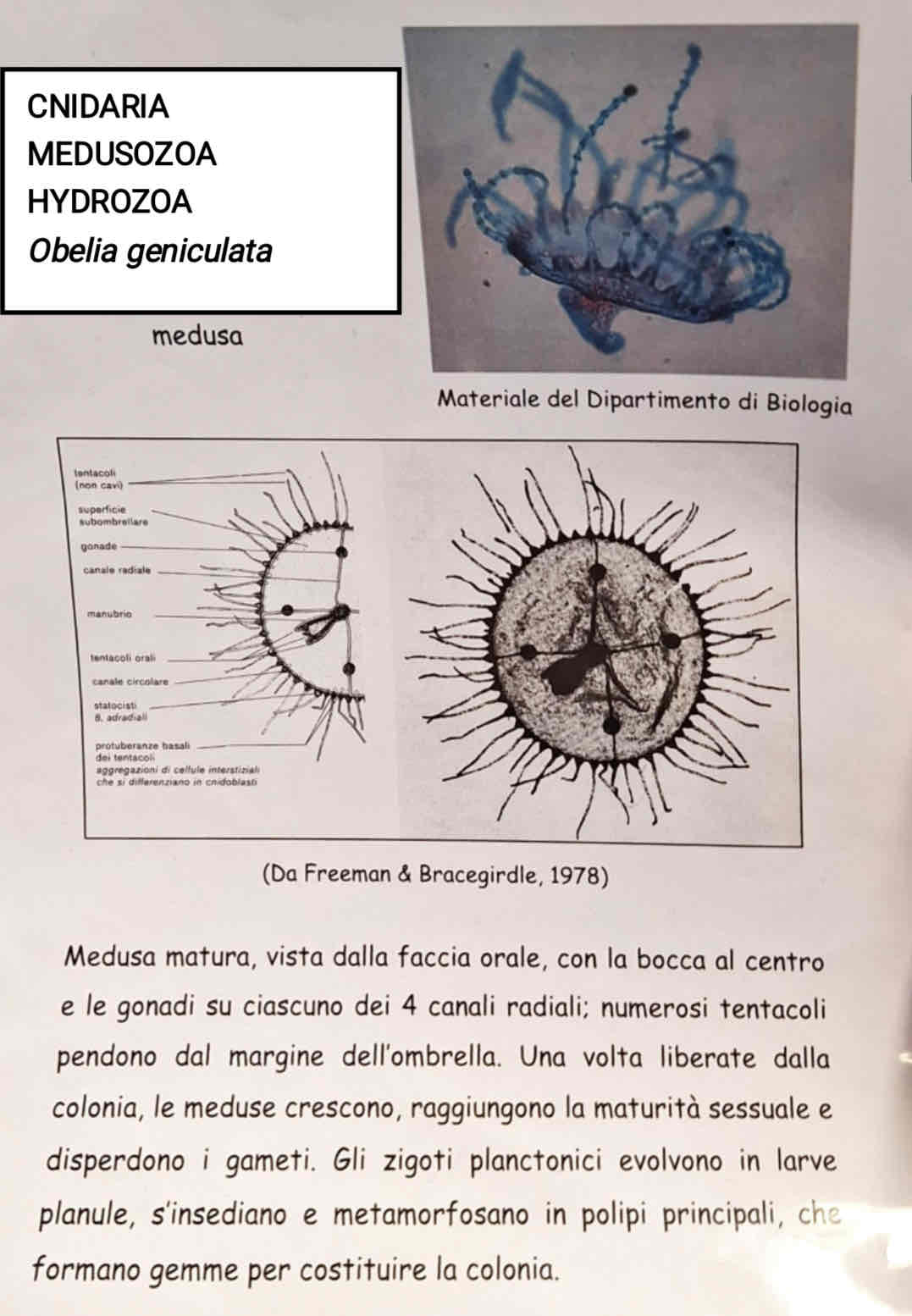 <p>Medusozoa</p><p>Hydrozoa</p><p><em>Obelia geniculata</em></p>