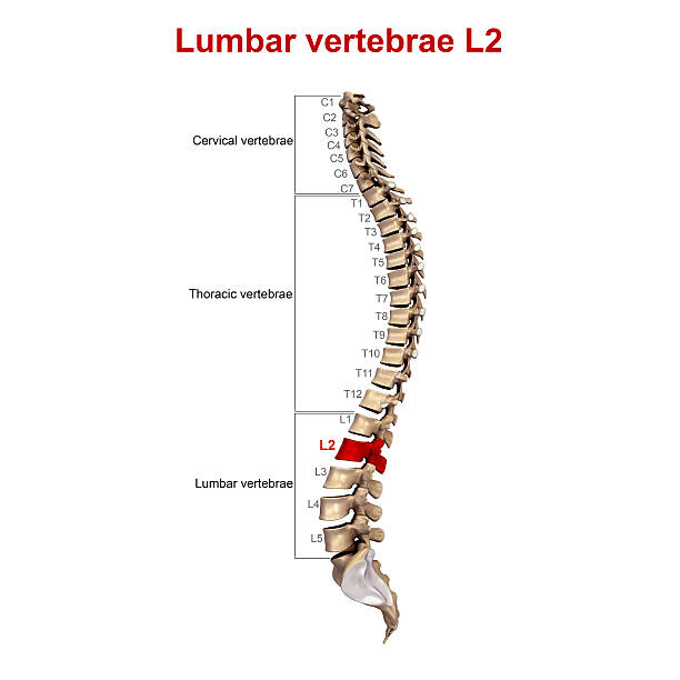 <p>Tapered inferior end of spinal cord (The spinal cord ends at L2 vertebra in adults)</p>
