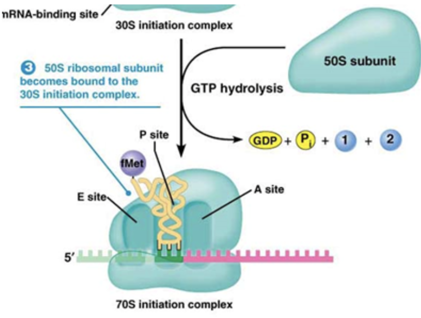 <ul><li><p>The first step of translation where the code, translator, and ribosome all come together</p></li><li><p><span style="background-color: transparent;"><span>The small ribosomal subunit binds to mRNA with the help of a g-protein called </span><u><span>IF-2</span></u></span></p></li><li><p><span style="background-color: transparent;"><span>The ribosome has three different slots in which the tRNAs can sit</span></span></p></li><li><p><span style="background-color: transparent;"><span>Initiation factors bind to the A and E sites, leaving the P site the only one open for the first tRNA to bind.</span></span></p></li></ul><p></p>