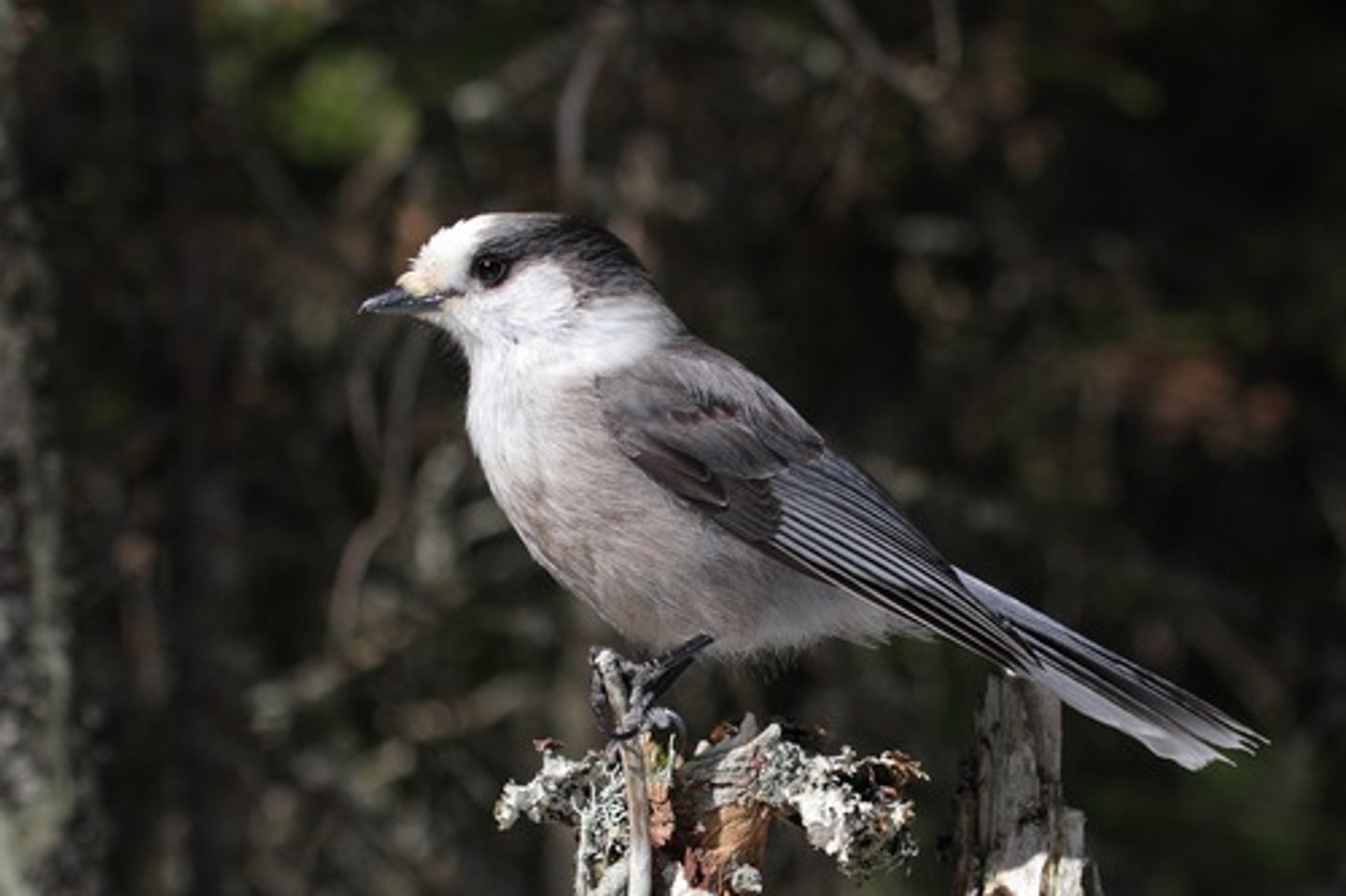 <p>Identification</p><p>- Fluffy gray bird with lighter underside and darker cap—friendly and bold.</p><p>Behaviour / Adaptation</p><p>- Caches food for winter—uses sticky saliva to glue food in tree bark.</p><p>- Known for approaching humans in campsites or alpine areas.</p><p>- (That food you feed them is usually cached, not eaten- they can do that all day!)</p>