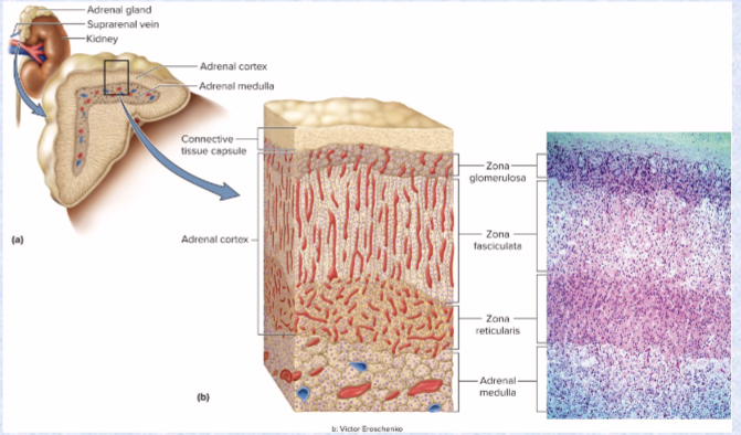 <p>on top of kidney</p><p>adrenal cortex (3 layers, yellow outside) &amp; medulla (inner core)</p>