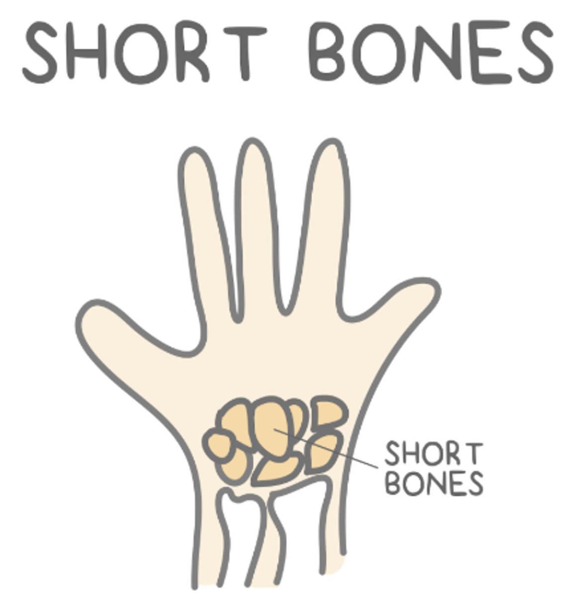 <p>carpals of the wrist or tarsals of the ankle</p>